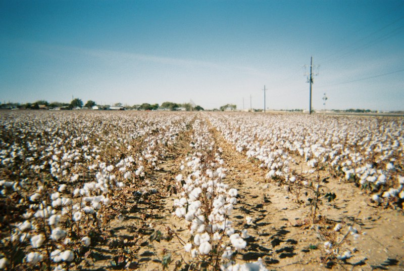 Cotton field in West Texas